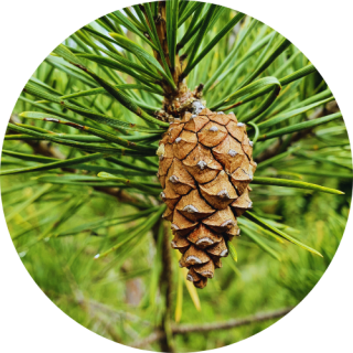 Pin Sylvestre 5ml