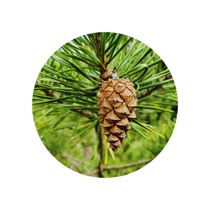 Pin Sylvestre 5ml
