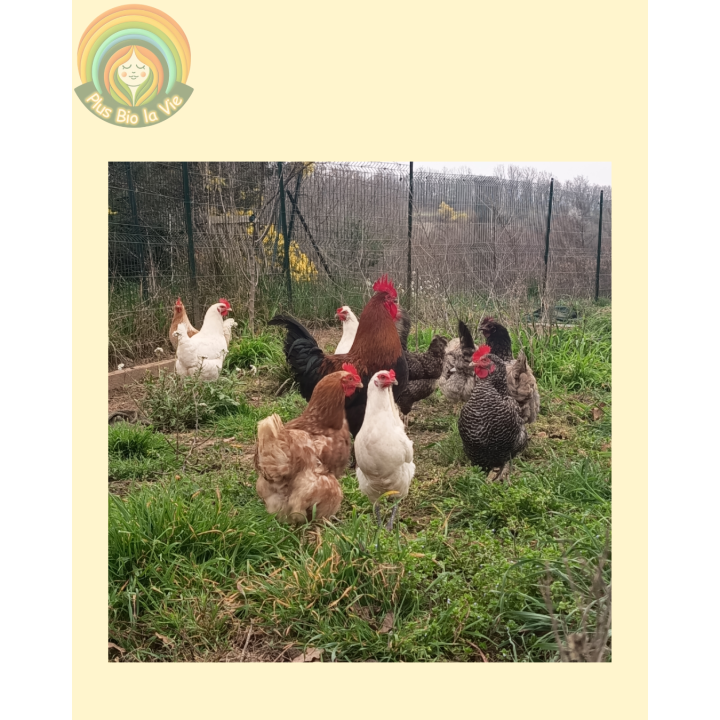 Œufs fermiers -surplus du poulailler de Jenny- Boîte de 10 Œufs