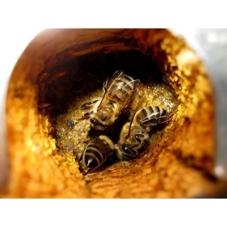Préparation de propolis -Spray à toux