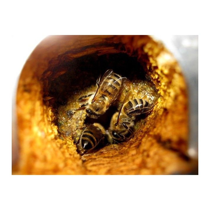 Préparation de propolis -Spray à toux