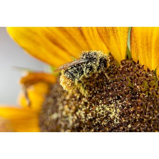 Pollen frais 200g