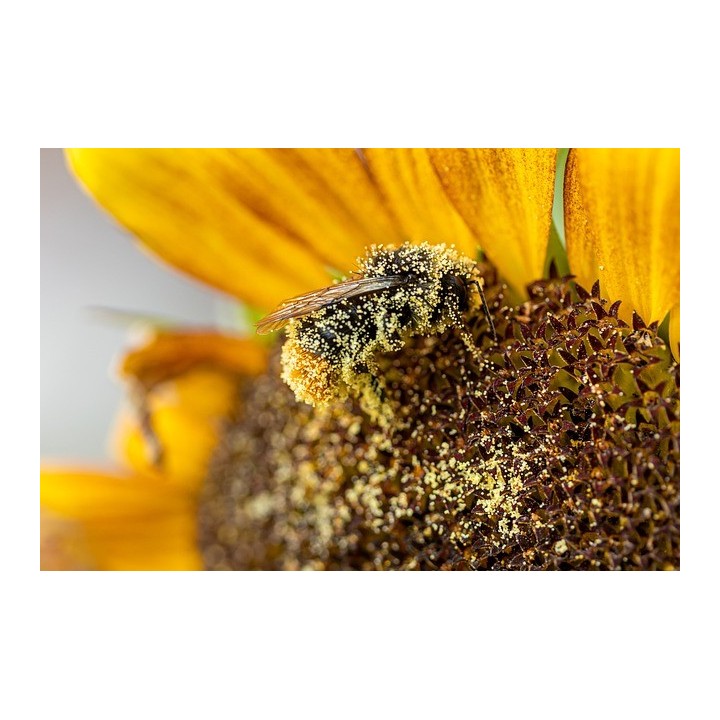 Pollen frais 200g